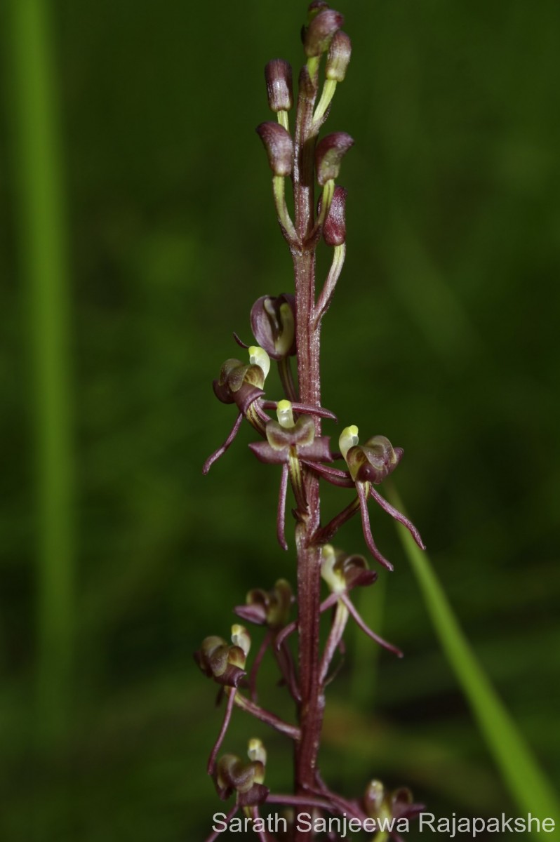 Liparis nervosa (Thunb.) Lindl.